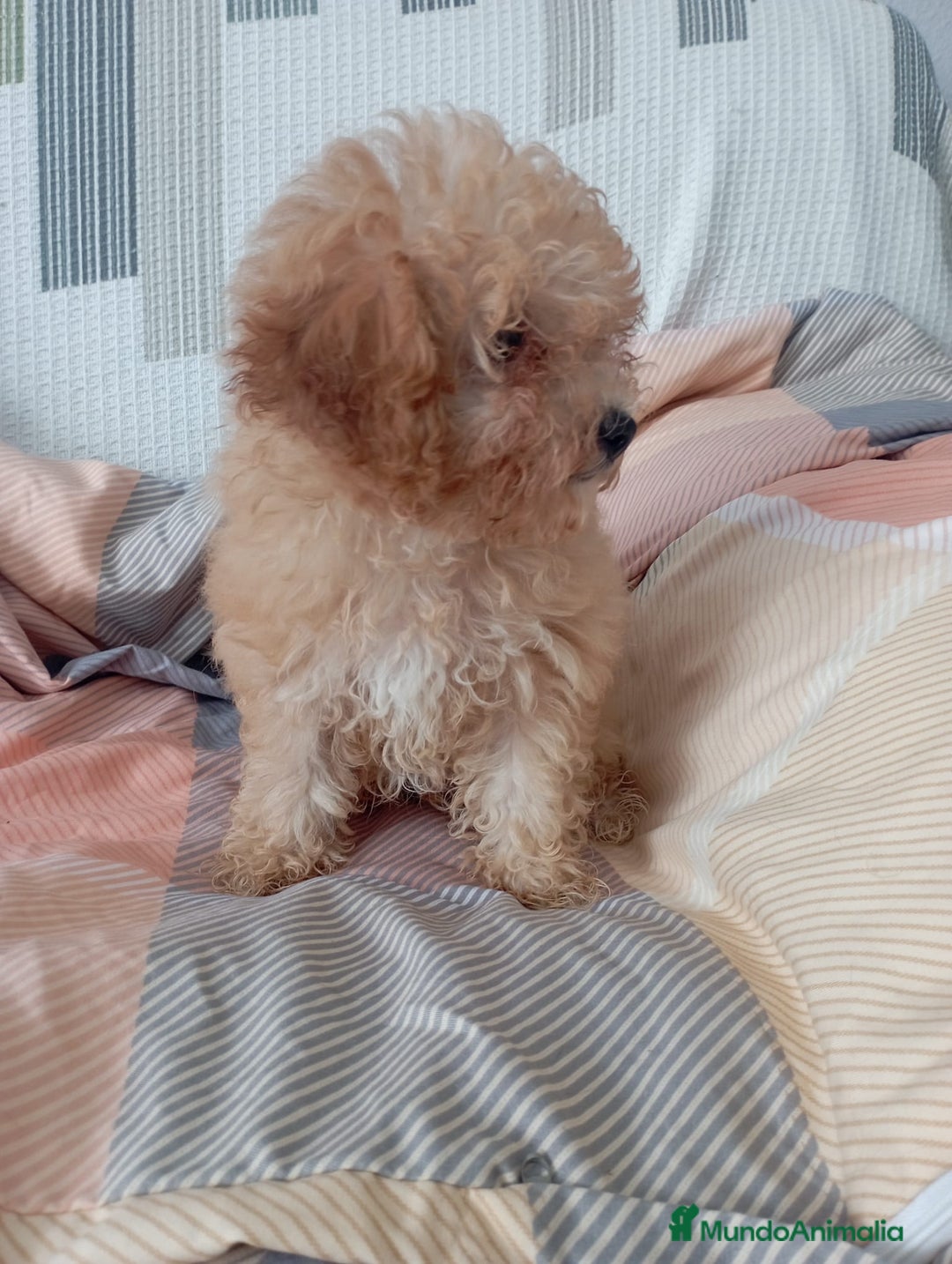 Caniche Toy perros en venta: Caniche toy  - Imagen 3