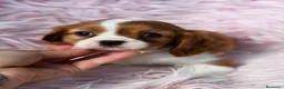 Cavalier King Charles Spaniel perros en venta: CAVALIER BLENHEIN MACHOS Y HEMBRAS - Anuncio 9