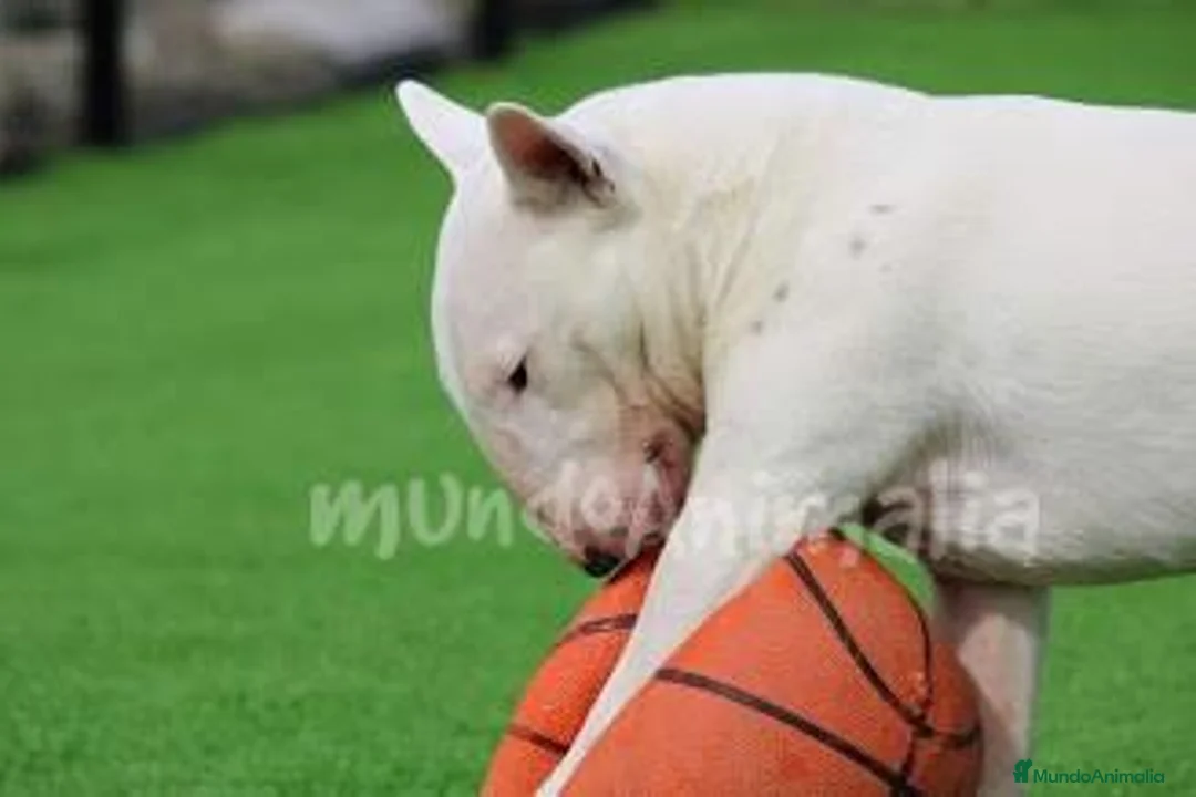 Imagen de galería {{count}}