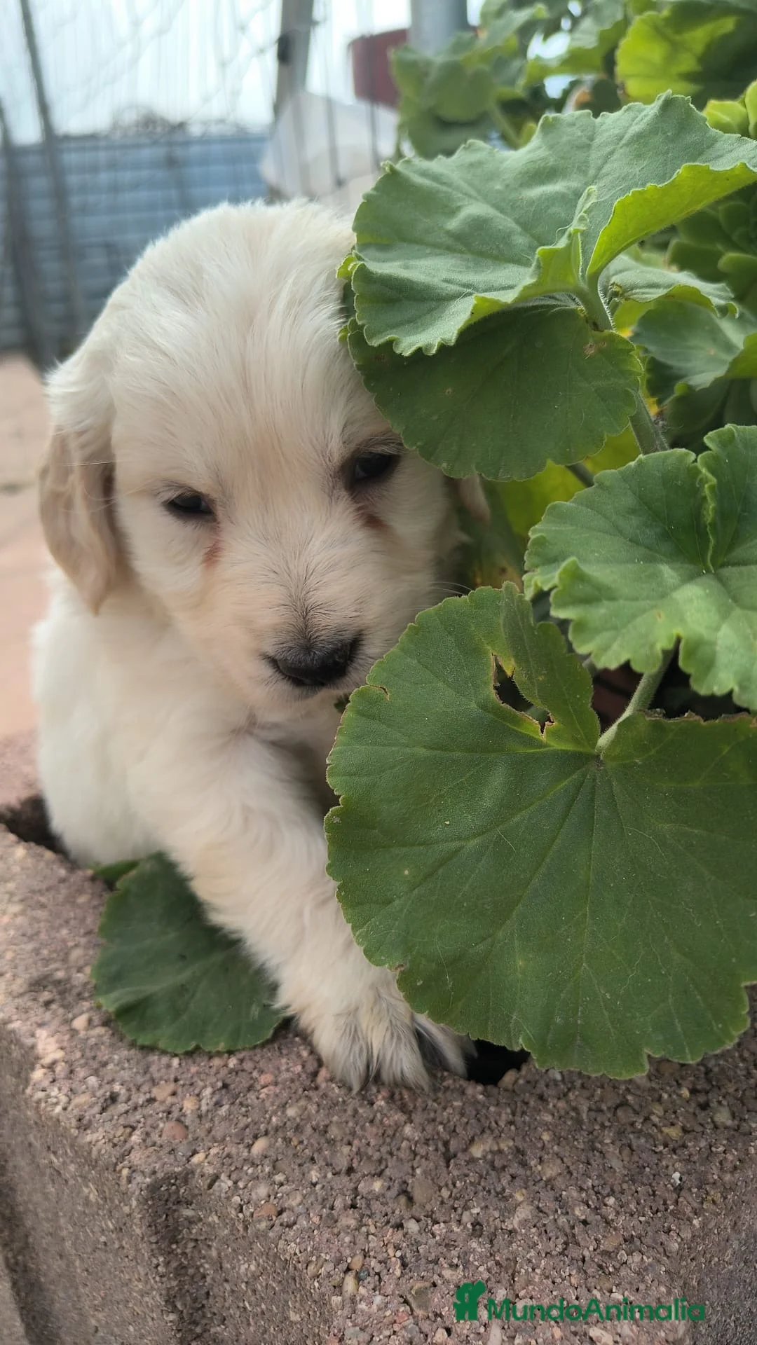 Golden Retriever perros en venta: Última cachorra disponible para entregar en Cádiz - Anuncio 3