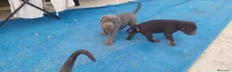 Cane Corso perros en venta: Cane corso  - Anuncio 2