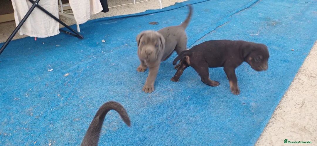 Cane Corso perros en venta: Cane corso  - Anuncio 2