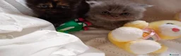 Exótico de Pelo Largo gatos en venta: Gatitos persa himalayo  - Anuncio 12