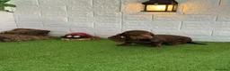 Teckel Miniatura perros en venta: Teckel de pelo fino miniatura - Anuncio 4