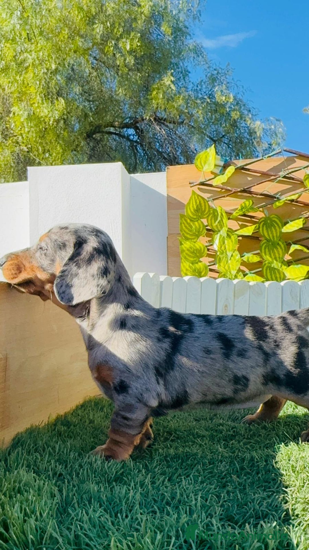 Teckel Miniatura perros en venta: Teckel miniatura hembra - Anuncio 7