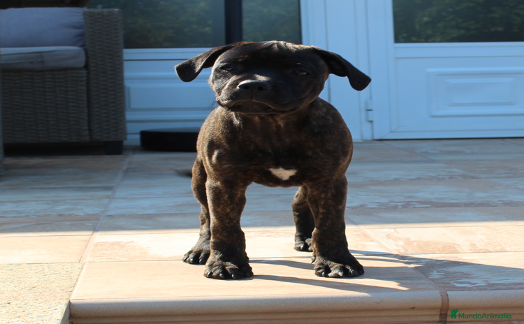 Staffordshire Bull Terrier perros - Anuncio 1