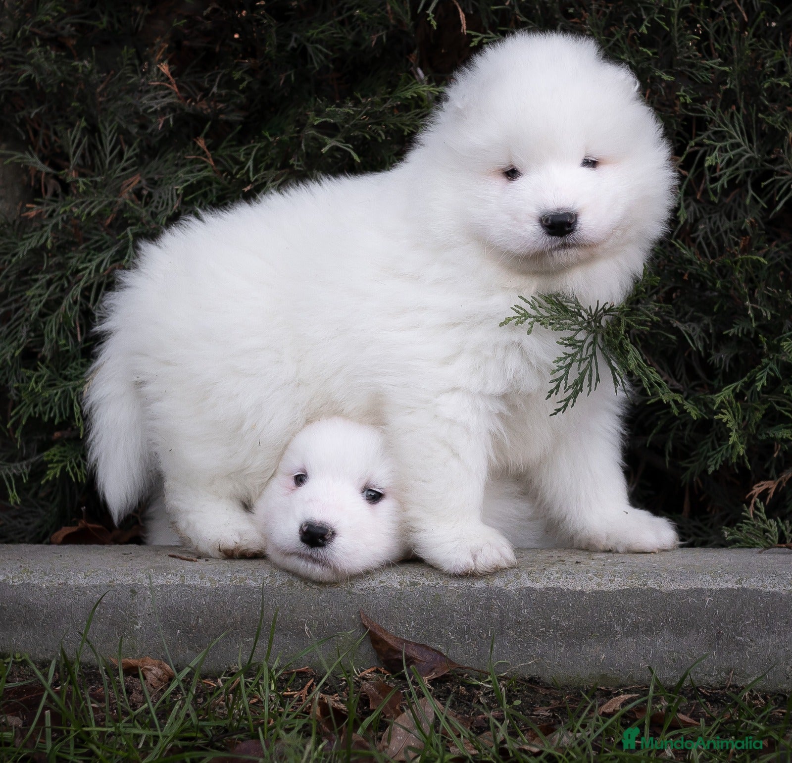 Samoyedo perros Camada Samoyedo - hembras disponibles  - Anuncio 1