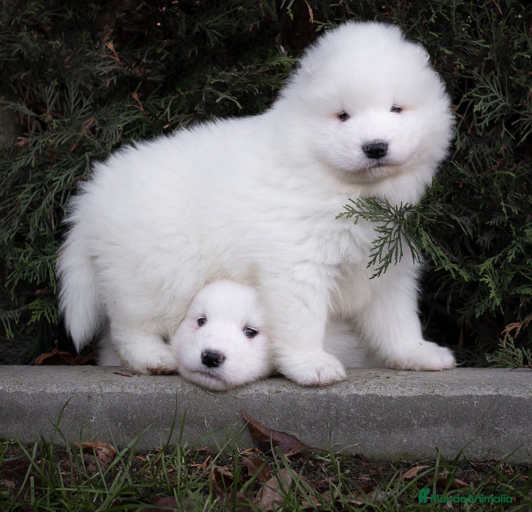 Samoyedo perros en venta: Camada Samoyedo - hembras disponibles  - Anuncio 1