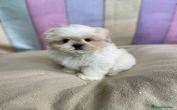 Shih Tzu perros en venta: Shih tzu Macho para reservar muy bonito !!! - Imagen 3