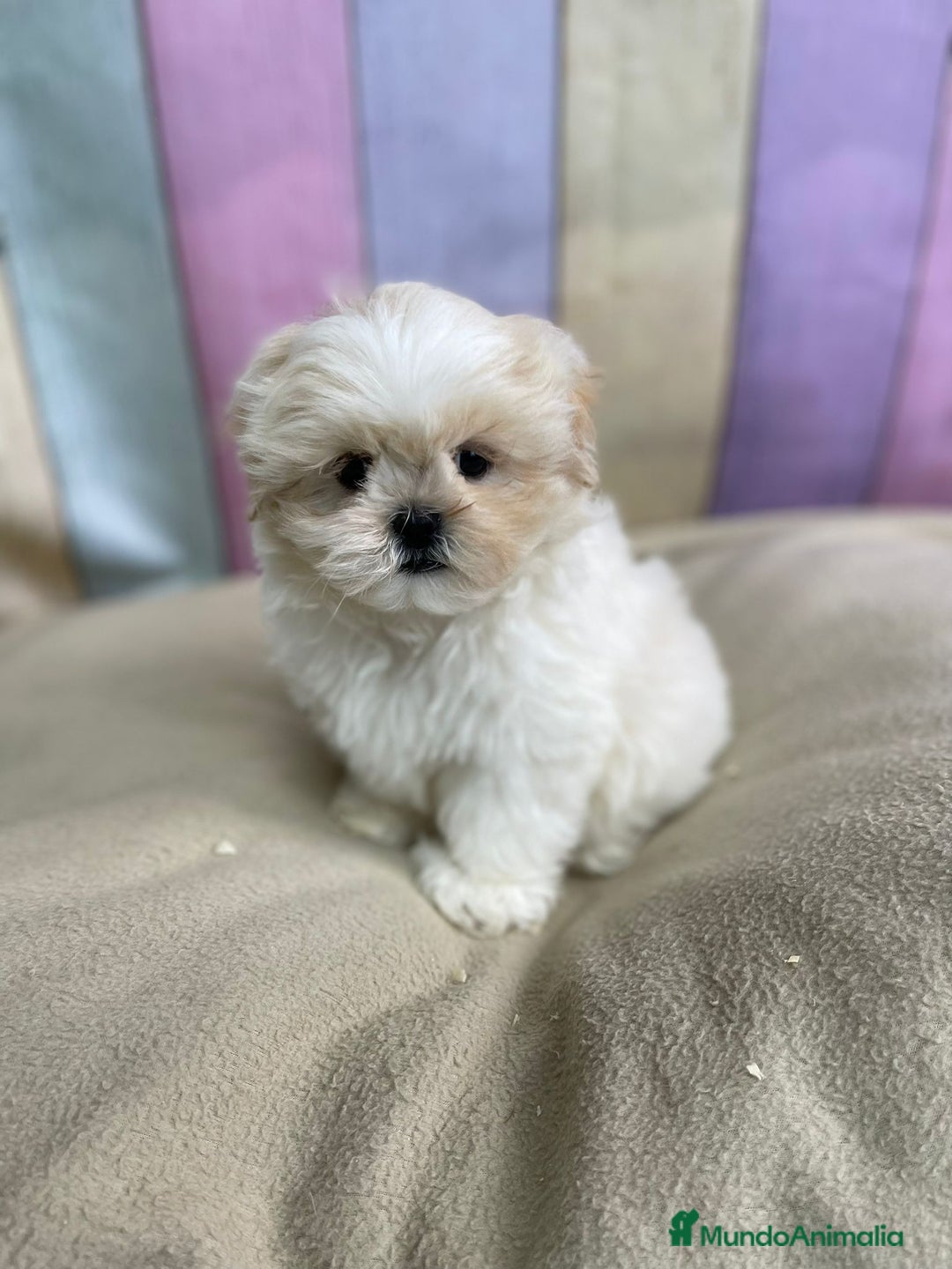 Shih Tzu perros en venta: Shih tzu Macho para reservar muy bonito !!! - Imagen 3