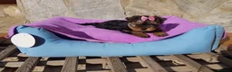 Yorkshire Terrier perros en venta: Yorkshire Terrier - Anuncio 1