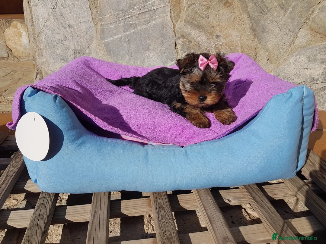 Yorkshire Terrier perros en venta: Yorkshire Terrier - Anuncio 1