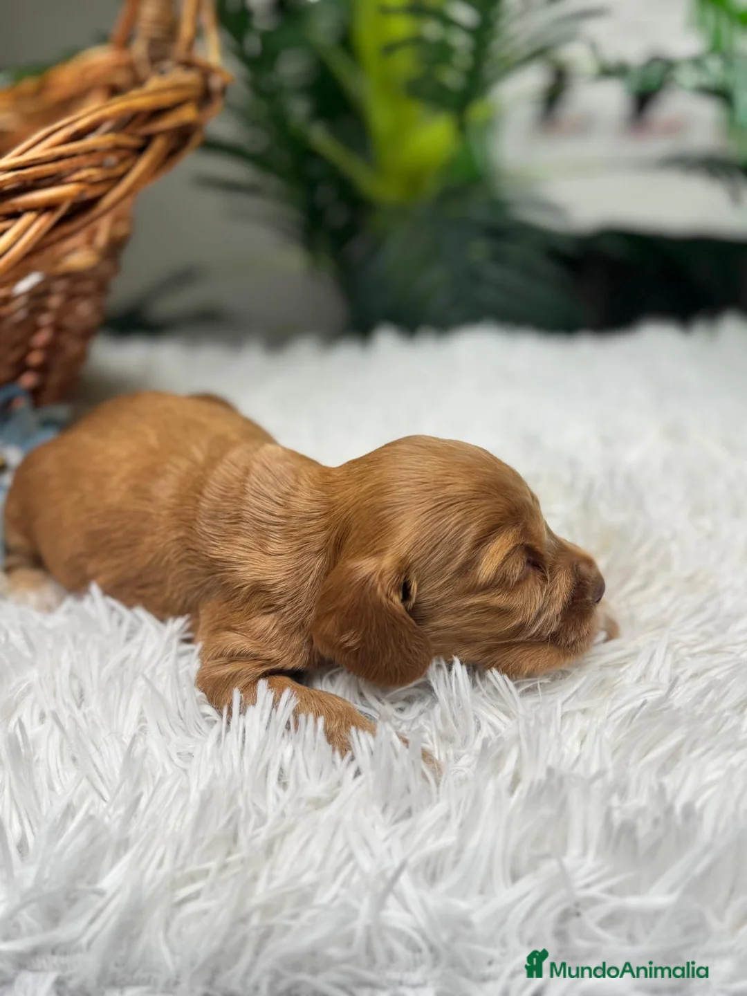 Cocker Spaniel Inglés perros en venta: COCKER SPANIEL INGLES - Anuncio 2