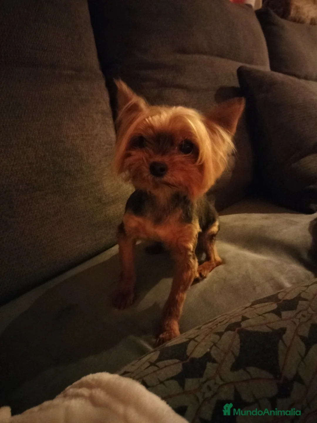 Yorkshire Terrier perros en venta: Yorkshire miniatura en Badajoz - Anuncio 2