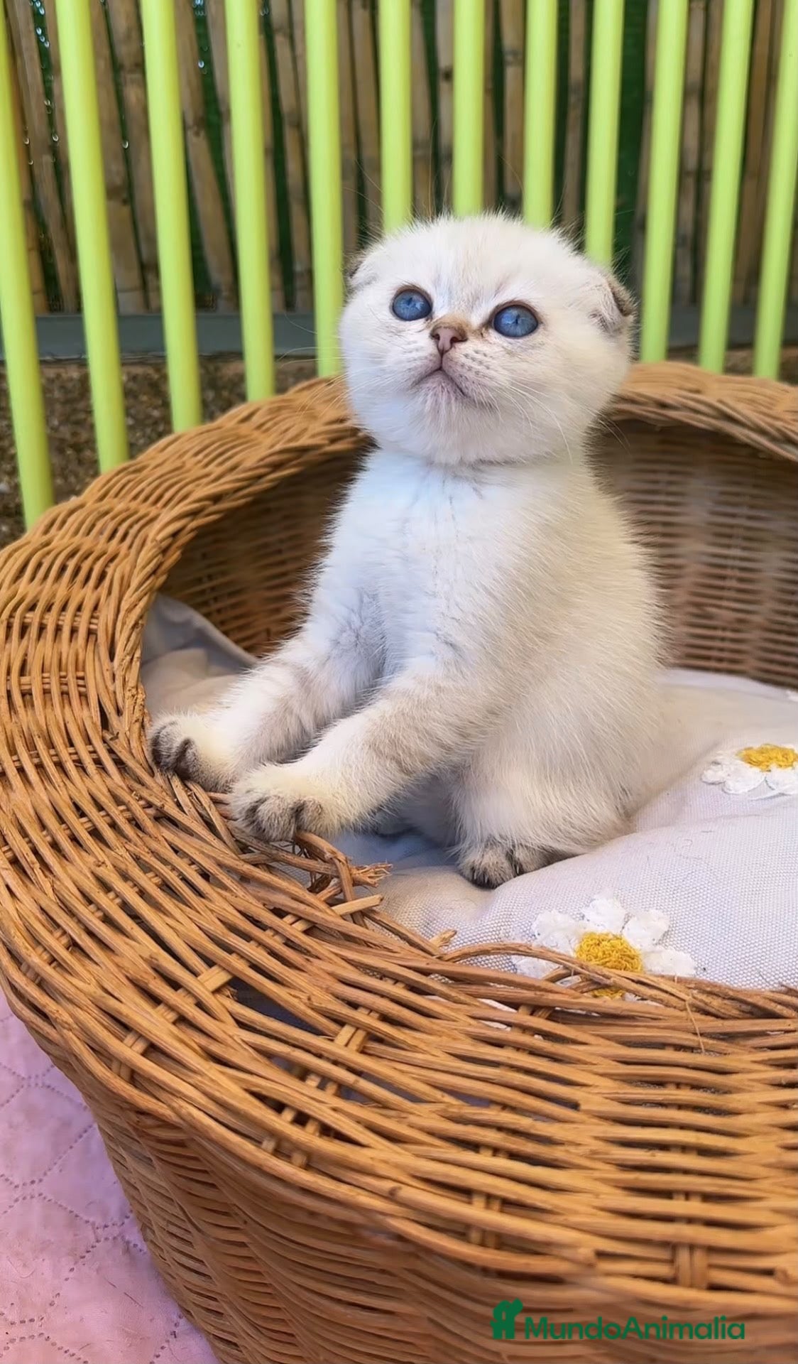Británico de Pelo Corto gatos British y Scottish gatitos - Anuncio 15
