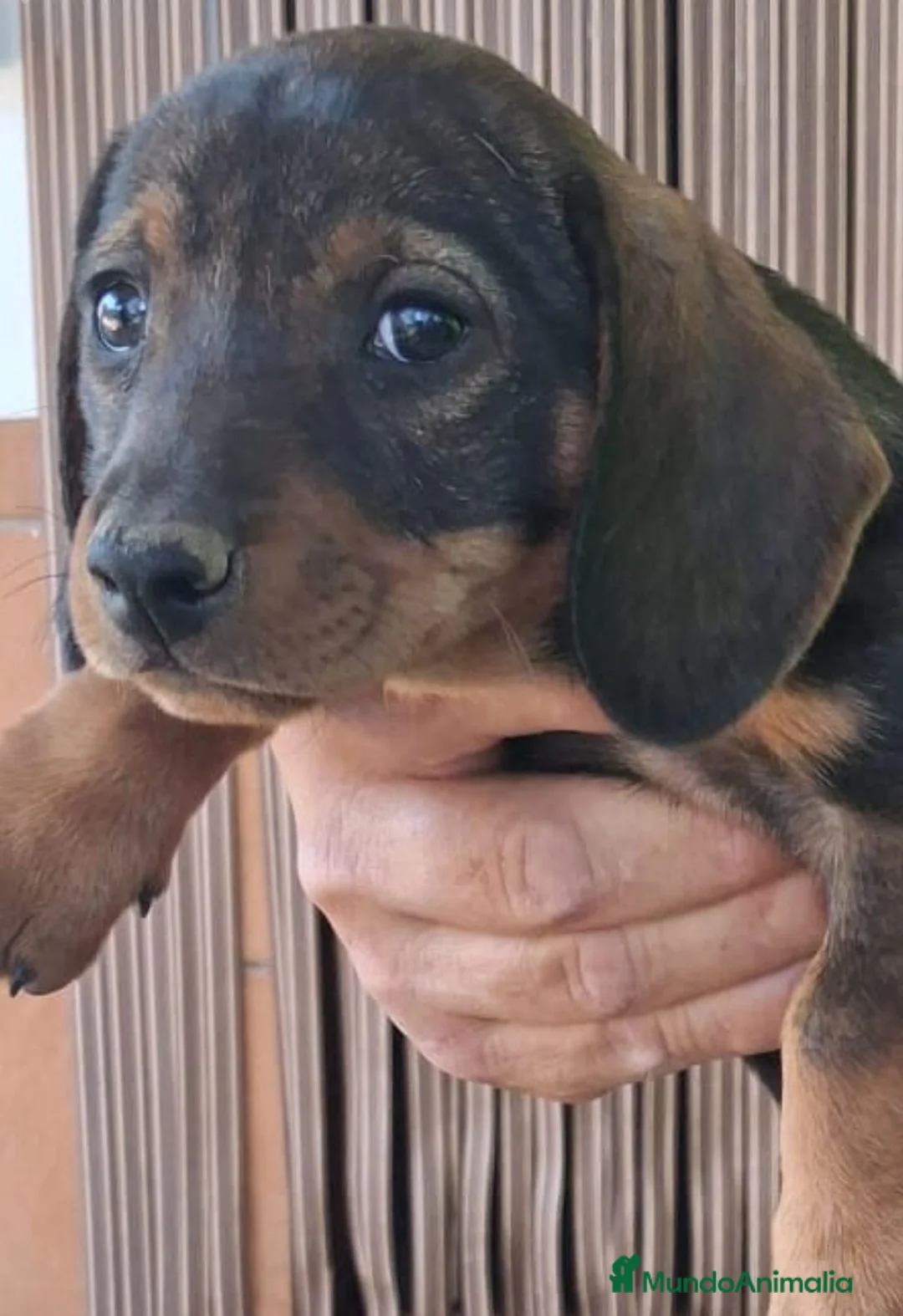 Teckel Miniatura perros en venta: Teckel - Anuncio 3