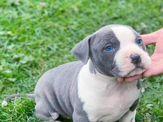 American Staffordshire-Terrier perros - Anuncio 9