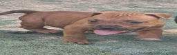 American Bully perros en venta: American bully - Anuncio 3