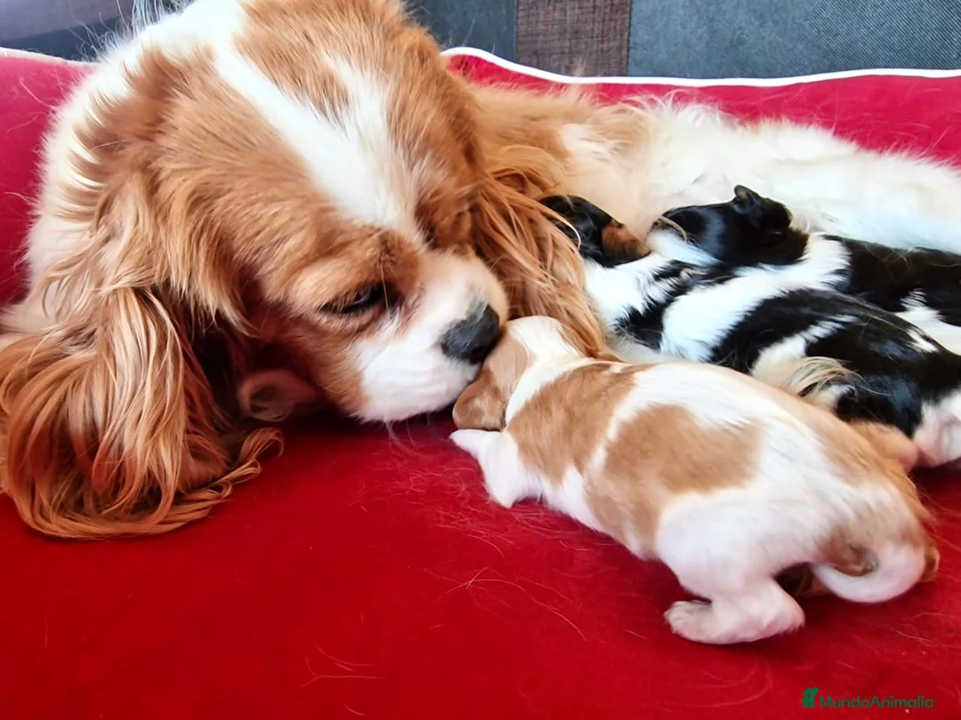 Imagen de galería {{count}}