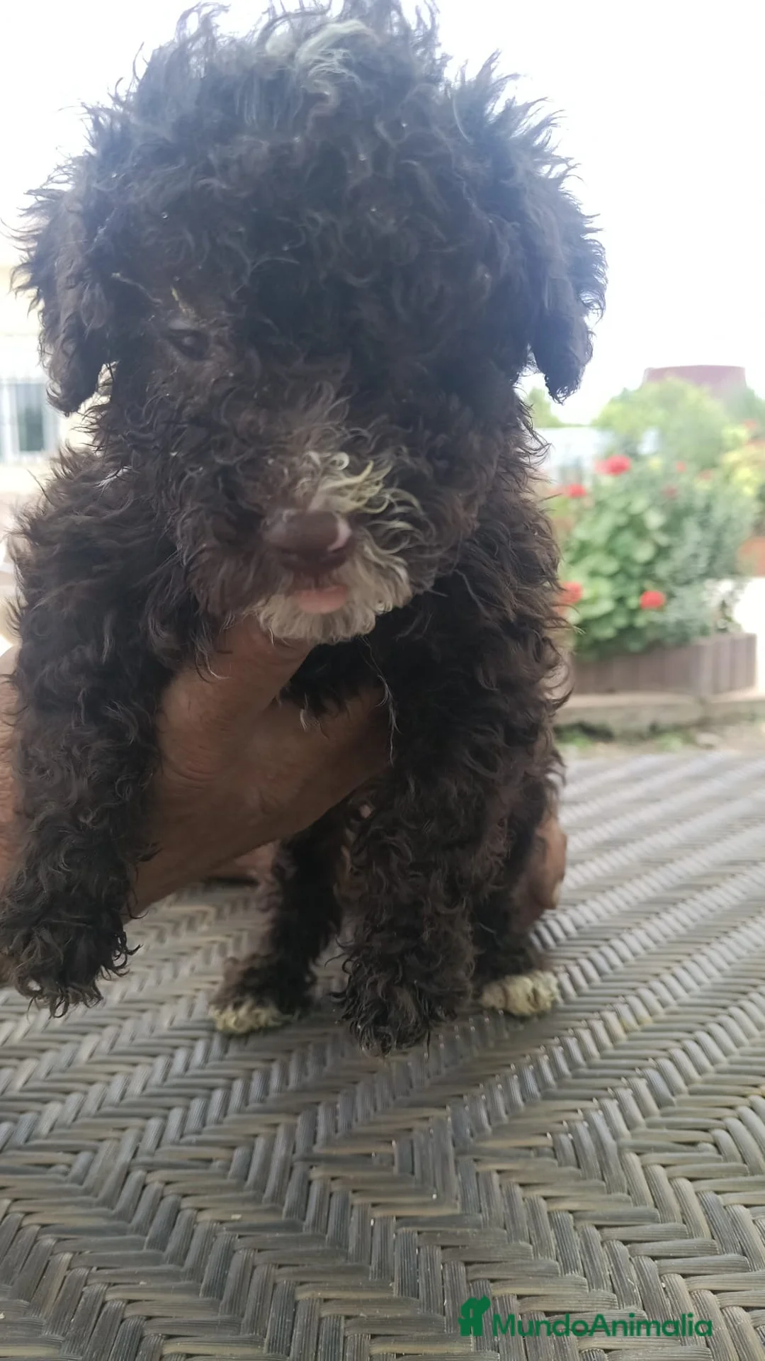 Perro de Agua Español perros en venta: Camada de perro de agua chocolate🐶🐾 - Anuncio 2