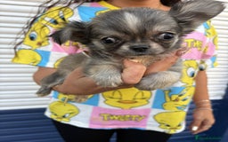 Chihuahua perros en venta: Impresionante chihuahua pelo largo - Imagen 3