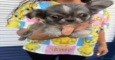 Chihuahua perros - Anuncio 14
