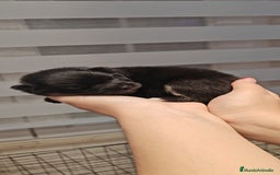 Pomerania perros en venta: Último Machito Pomerania Toy - Imagen 5