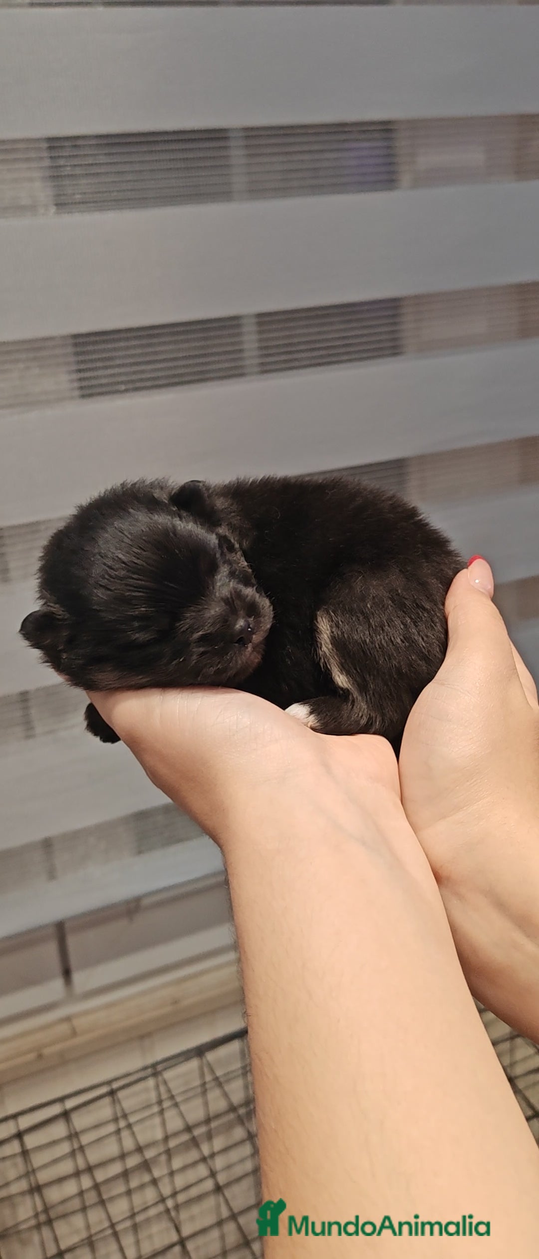 Pomerania perros en venta: Último Machito Pomerania Toy - Imagen 5