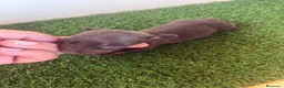 Teckel Miniatura perros en venta: TECKEL KANICHEN - Anuncio 4