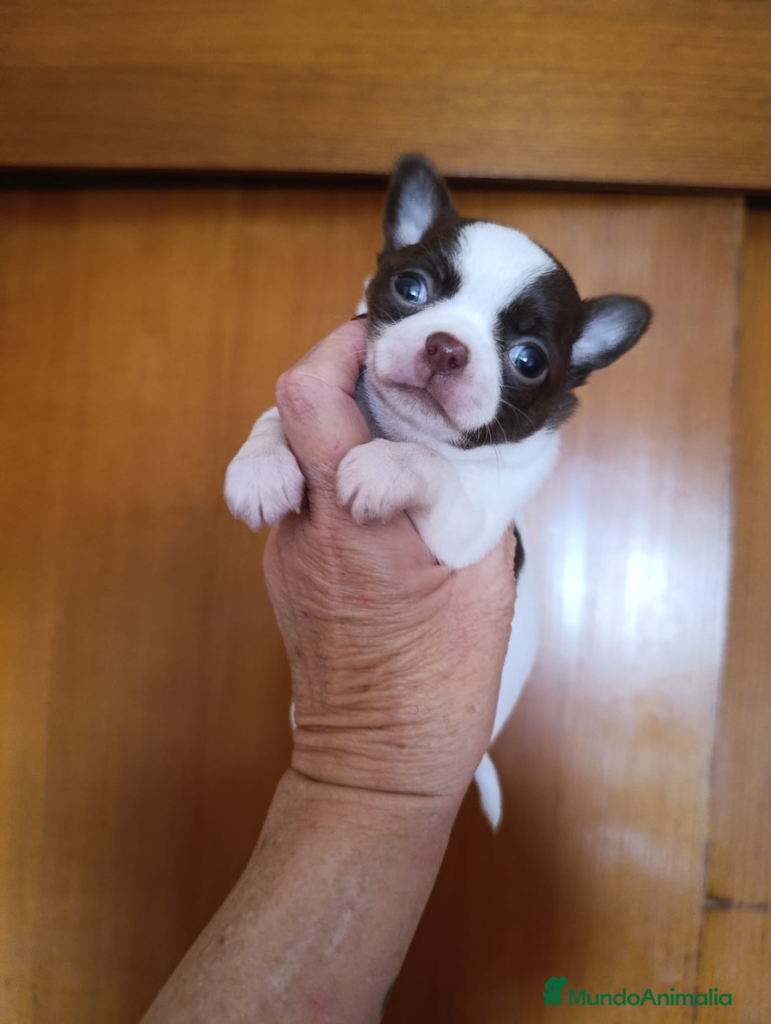 Chihuahua perros CHIHUAHUA TOY EXCLUSIVO  - Anuncio 4