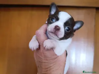 Chihuahua perros CHIHUAHUA TOY EXCLUSIVO - Anuncio 4