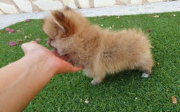 Pomerania perros en venta: Pomerania Cachorros Toy - Imagen 2