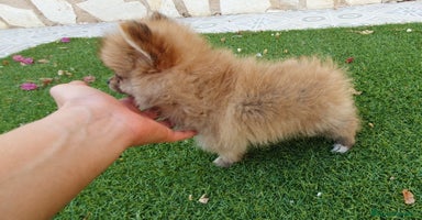 Pomerania perros - Propaganda 10