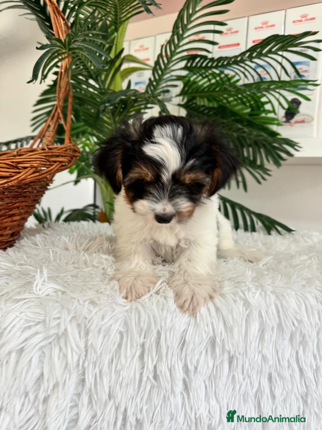 Yorkshire Terrier perros en venta: YORKSHIRE BIEWER - Anuncio 2
