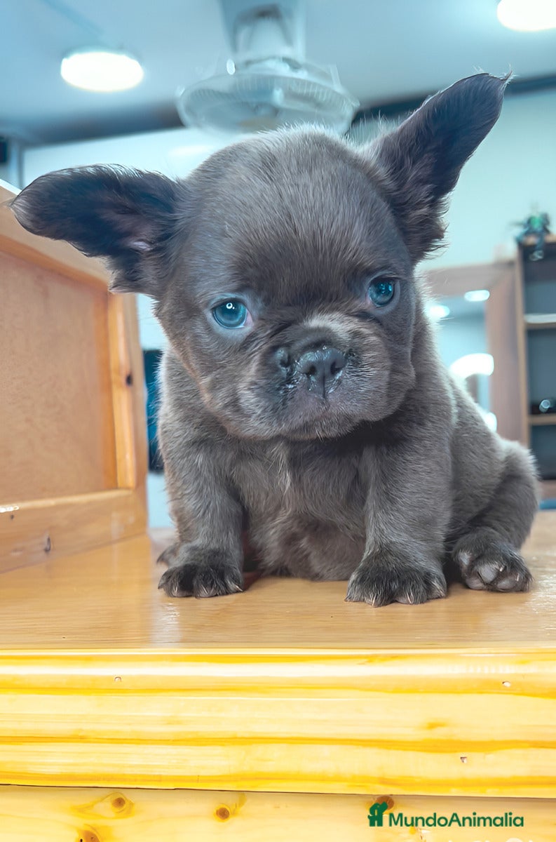 Bulldog Francés perros Bulldog francés puppy exoticos  - Anuncio 1
