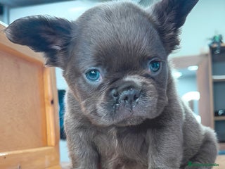 Bulldog Francés perros Bulldog francés puppy exoticos - Anuncio 1