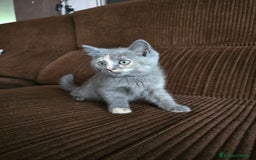 Británico de Pelo Corto gatos en venta: Gatcot.com - Imagen 2
