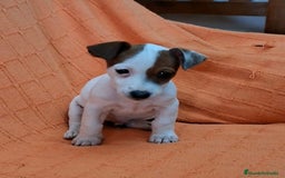 Jack Russell Terrier perros en venta: JACK RUSSEL MACHO - Imagen 4