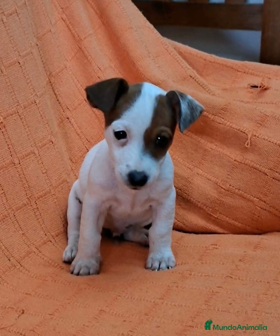 Jack Russell Terrier perros en venta: JACK RUSSEL MACHO - Imagen 4