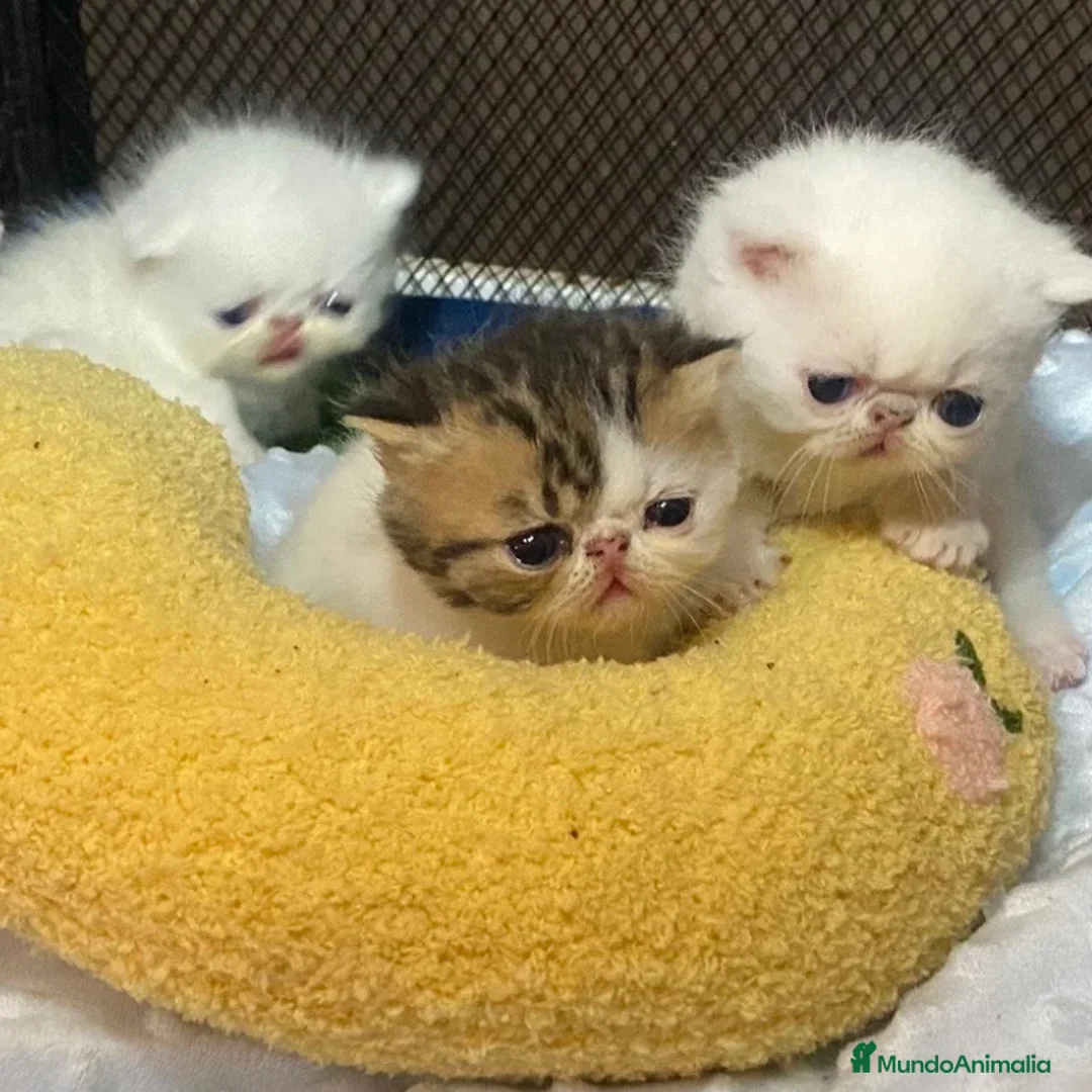 Persa gatos en venta: Persa Exótico  - Anuncio 4