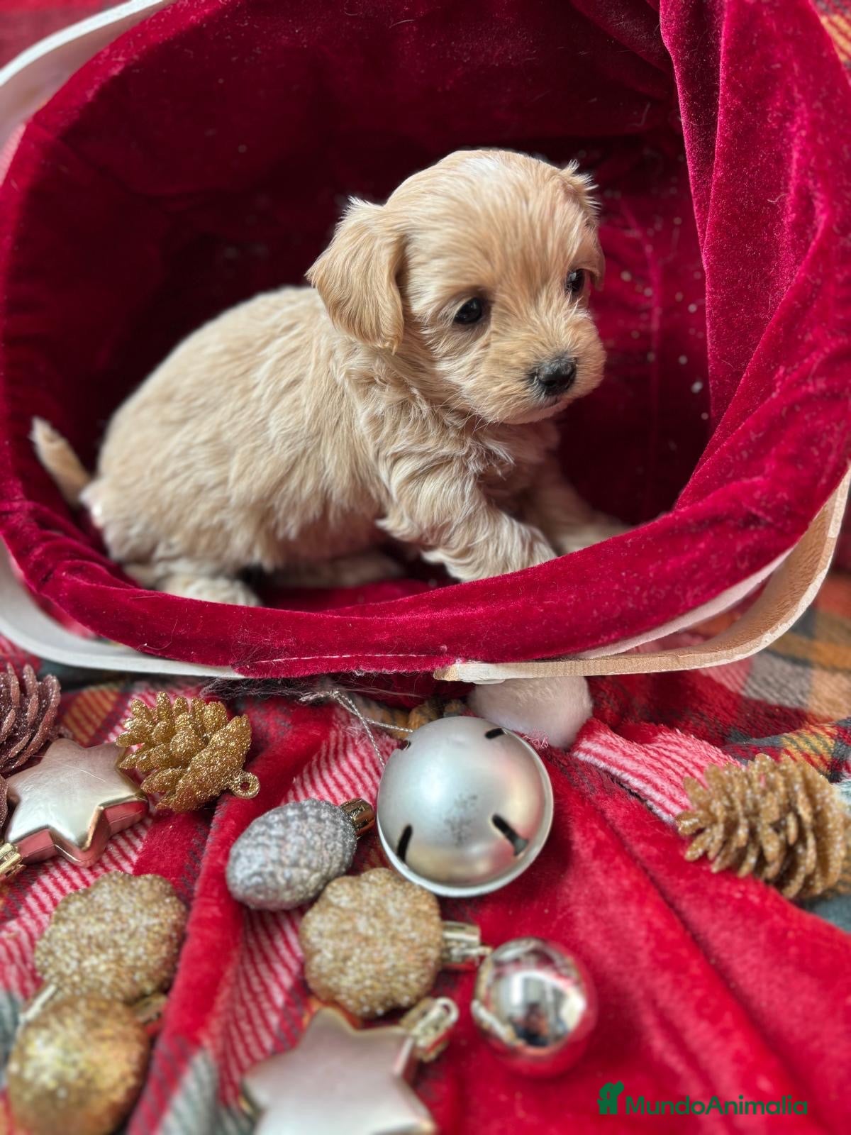 Maltipoo perros en venta: Maltipoo HEMBRA disponible !!! - Anuncio 3