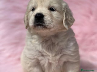 Golden Retriever perros en Barcelona - Anuncio 8