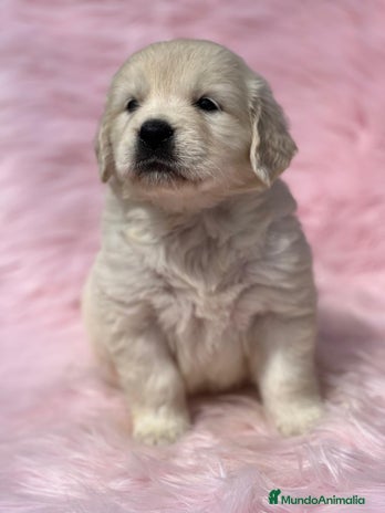 Golden Retriever perros en Barcelona - Anuncio 8