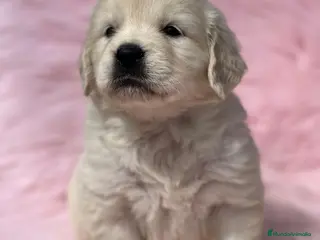 Golden Retriever perros Golden en Barcelona - Anuncio 9