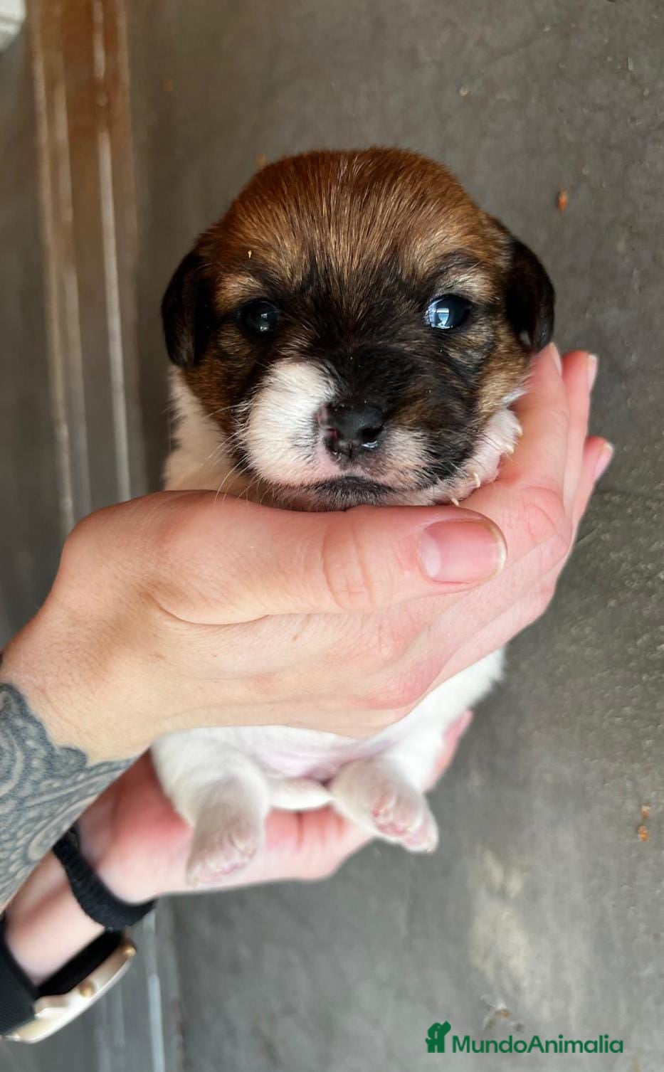 Jack Russell Terrier perros JACK RUSSEL TERRIER  en Barcelona - Anuncio 2
