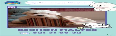 Bichón Maltés 1