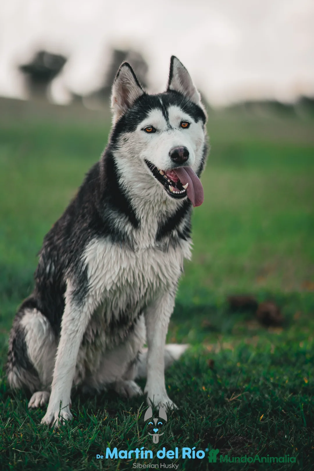 Husky Siberiano perros en venta: RESERVA CACHORROS - Siberian Husky en Madrid - Anuncio 2