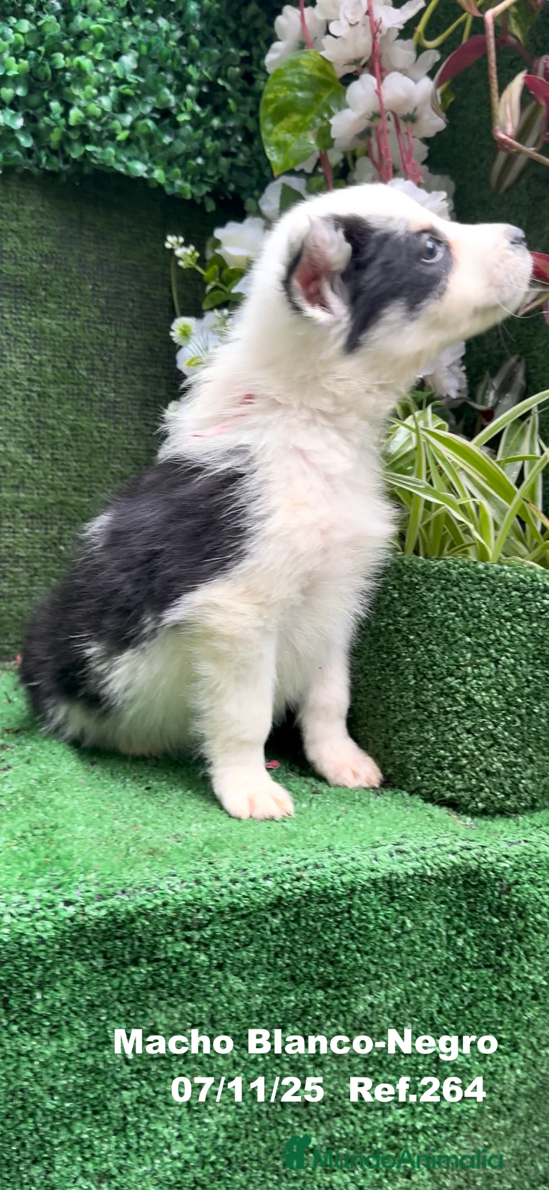 Border Collie perros en venta: Border Collie  - Anuncio 21