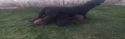 Labrador Retriever perros en venta: Labradores chocolates y negros - Anuncio 1