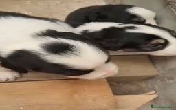 Border Collie perros en venta: Border collie nueva camada - Imagen 10